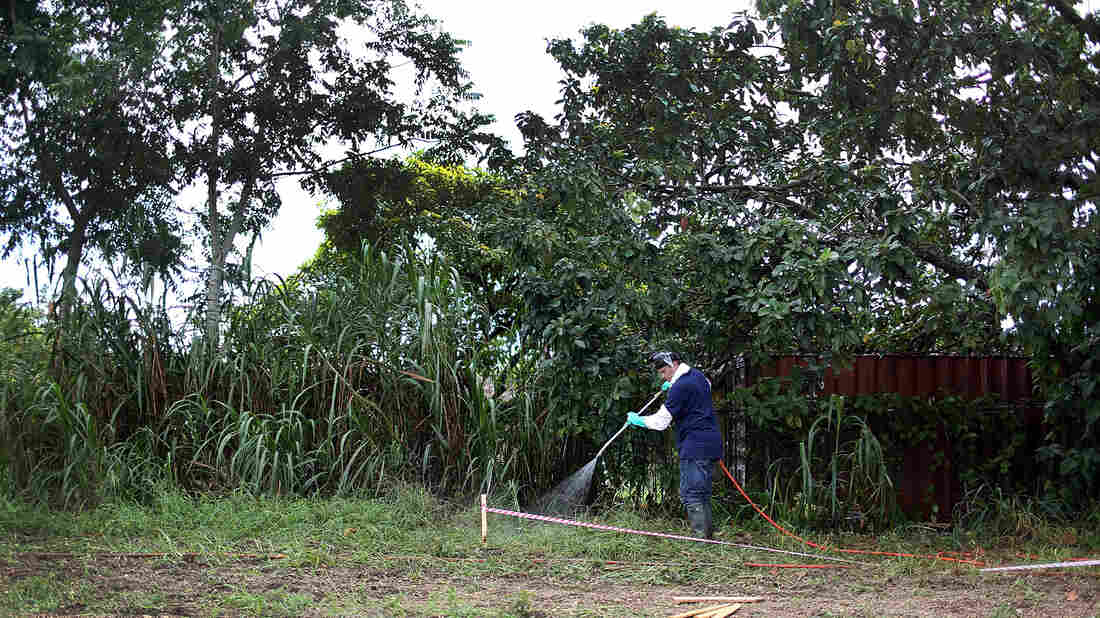 Florida Says Its Fruits, Vegetables Are Safe From Invasive ...