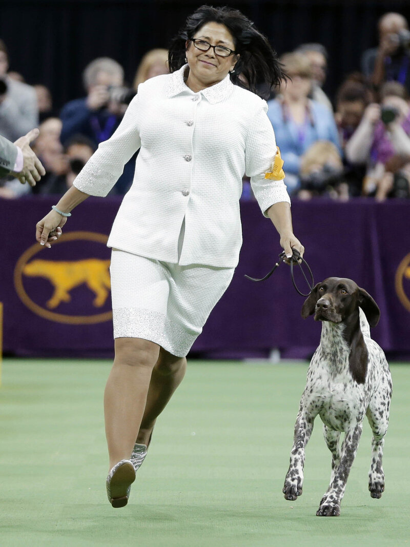 german shorthaired pointer best in show