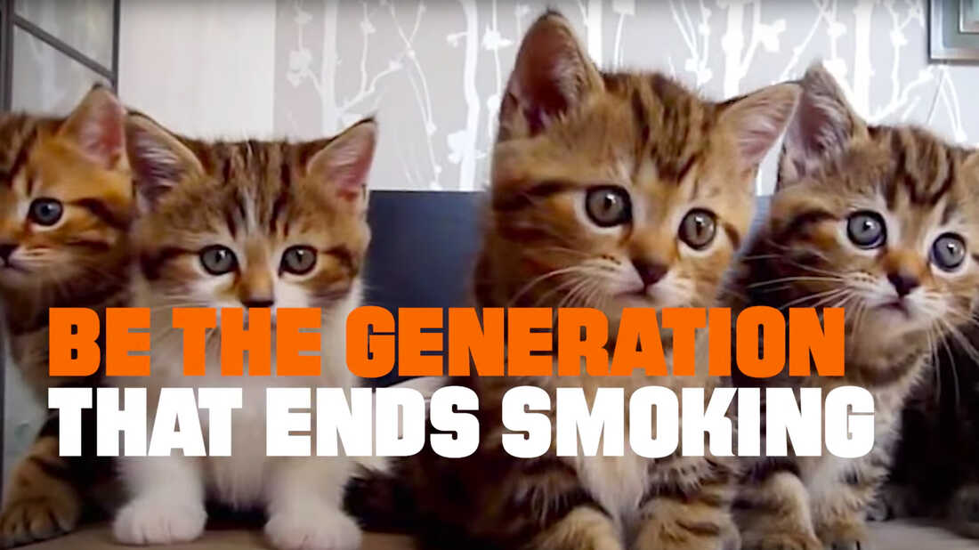 A still from the catmaggedon video.