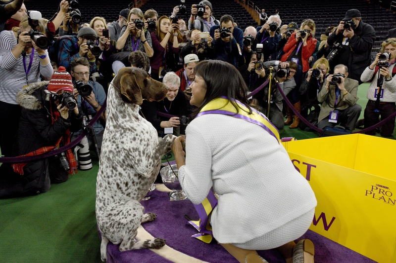 Westminster Dog Show Winning Moment Westminster Dog Show Winning Moment