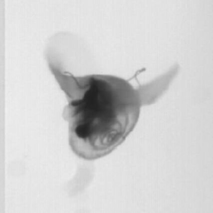 Behold The Headless Chicken Of The Deep Sea Npr