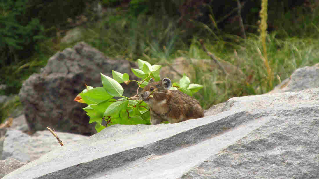 Pika