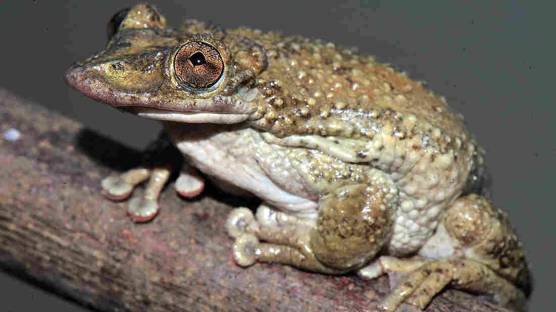 The frog Corythomantis greeningi
