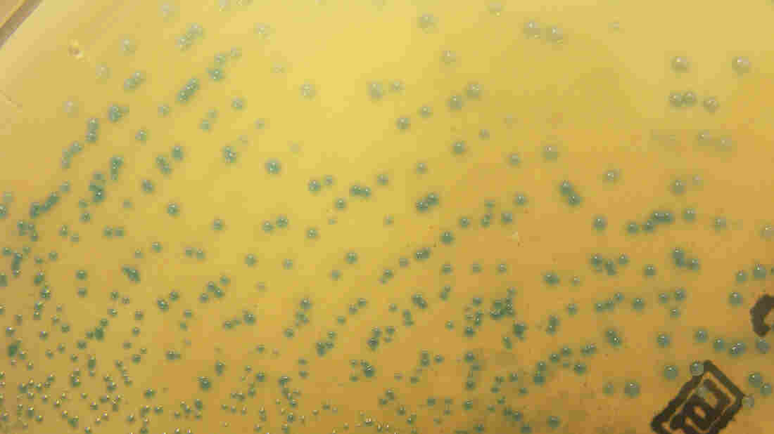 Streptococcus colony