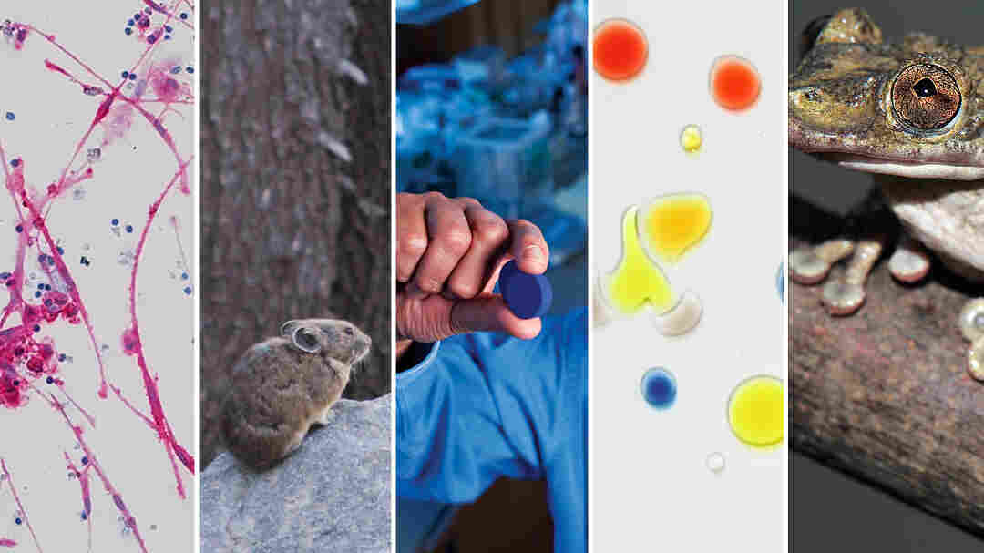 A few of the top contenders for the Golden Mole Award.