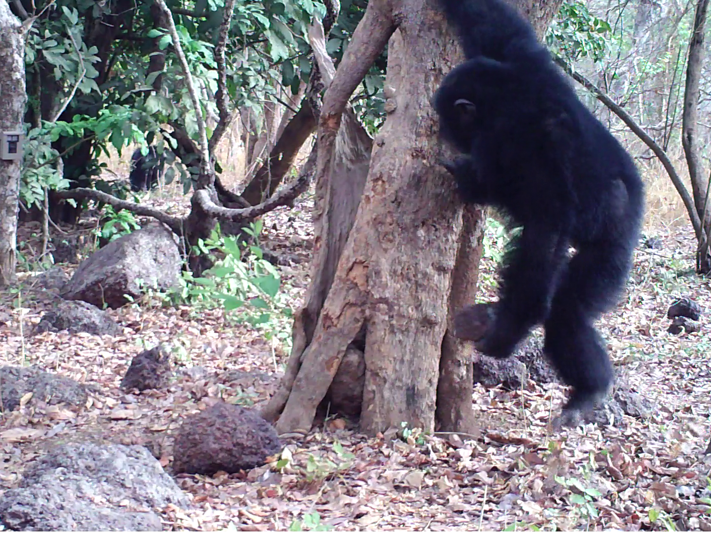 Why Do Wild Chimpanzees Throw Stones At Trees? | WBUR