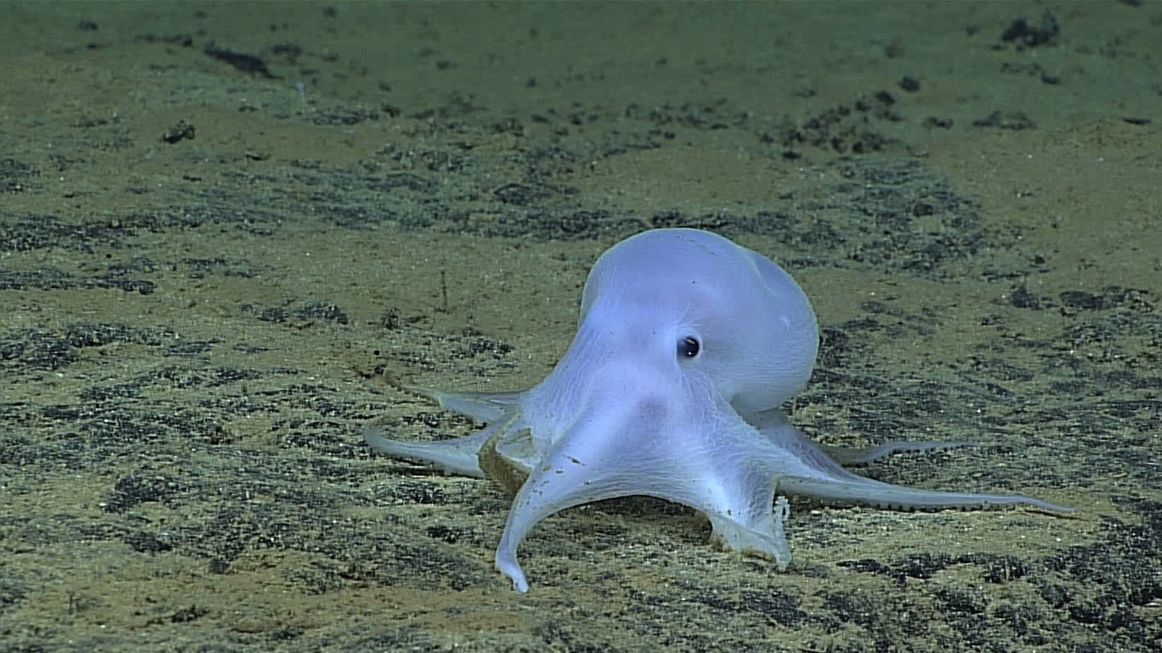 NOAA says this ghostlike octopod, discovered more than 2 1/2 miles underwater near Hawaii, is almost certainly an undescribed species. (Courtesy of NOAA Office of Ocean Exploration and Research, Hohonu Moana 2016.)