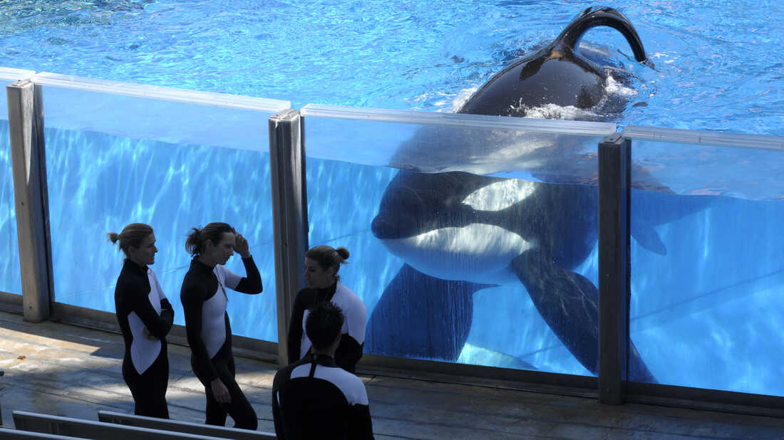 Seaworld Says Health Of Tilikum The Killer Whale Is Declining The Two Way Npr