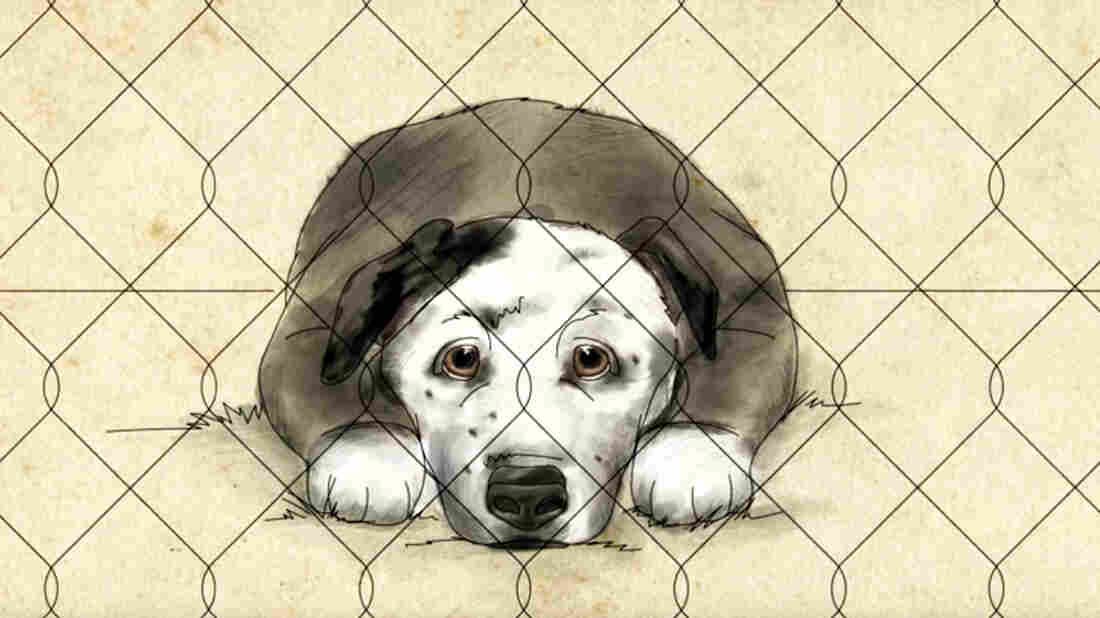 A still from the Mutual Rescue film about Eric and Peety.