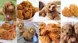 Labradoodle or fried chicken? The bark heard around the world.