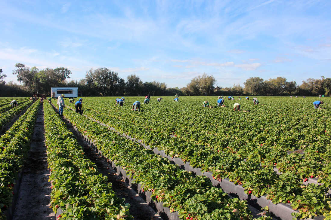 In Florida, Strawberry Fields Are Not Forever The Salt NPR