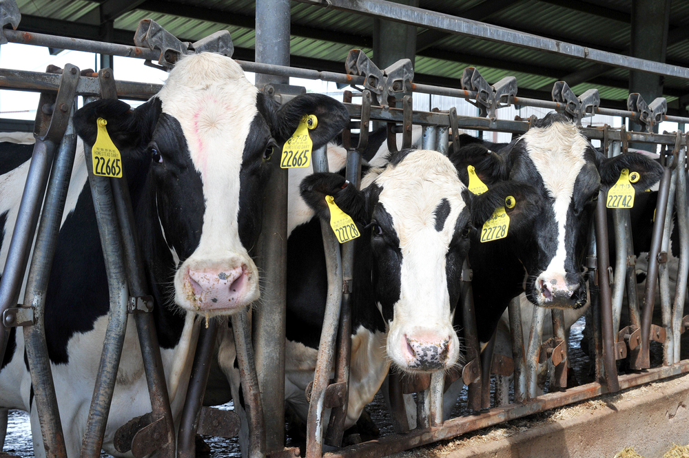 Holstein cows at Homestead Dairy in Plymouth, Ind. (AFP/Getty Images)