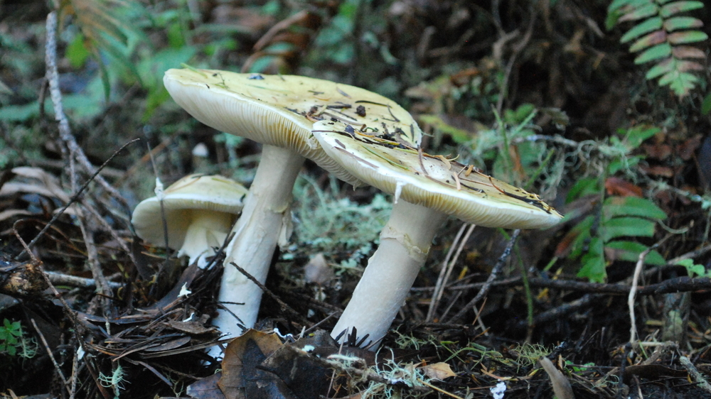 Mature death caps in West Marin's Point Reyes National Seashore in December.