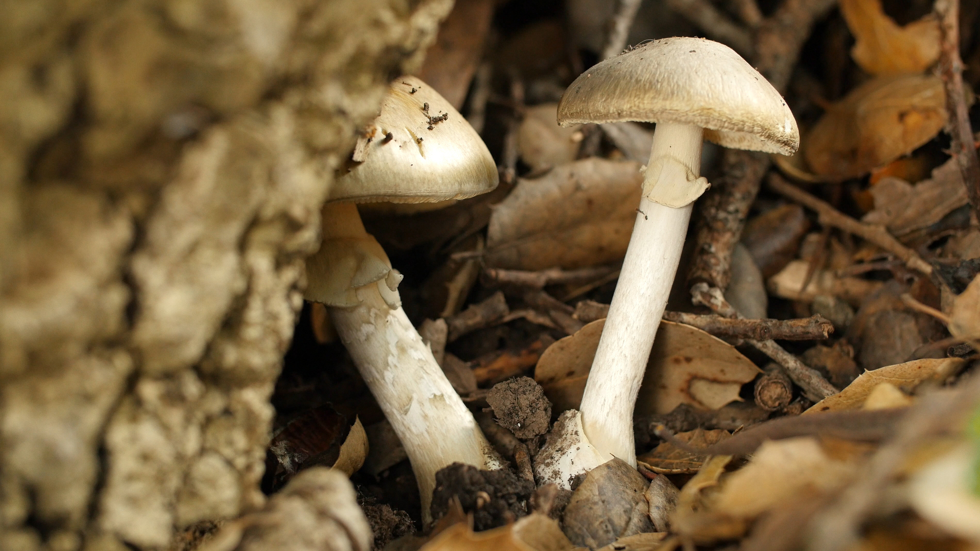 Health Workers Warn Foragers Beware Of Poisonous Death Caps Which Look Like Edible Mushrooms The Salt NPR