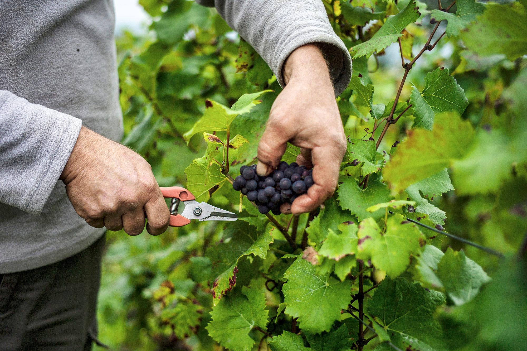 A worker cuts a cluster of grapes in the Burgundy region of France during the harvest period. Global warming has made conditions historically associated with great wines more frequent in Bordeaux and Burgundy, a study finds. But things look less bright for California vineyards.