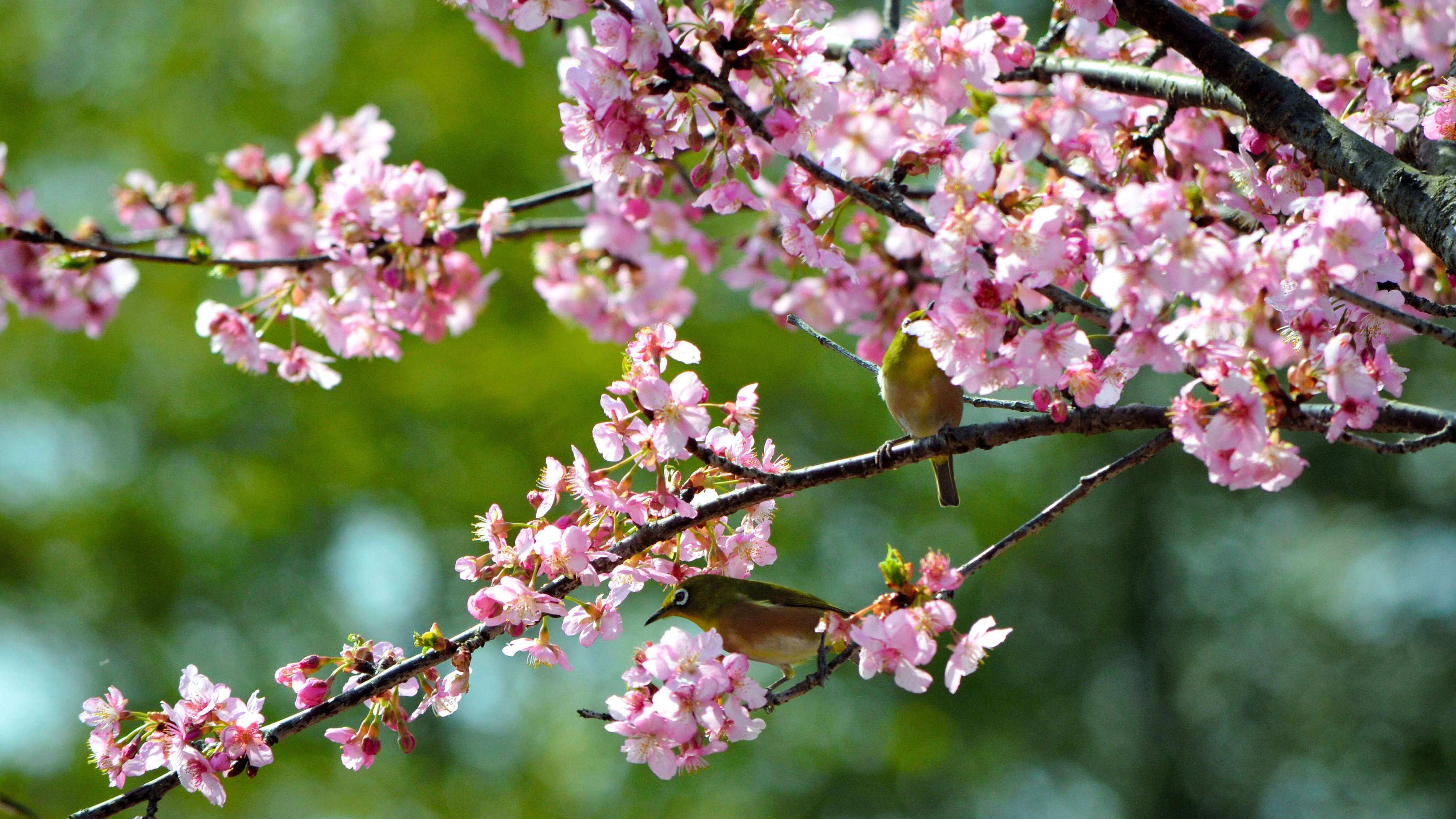 Japanese white-eyes perch on the branch of a bloomed cherry blossom near the Kukurigawa River on March 7, 2016, in Hita, Oita, Japan. (The Asahi Shimbun)