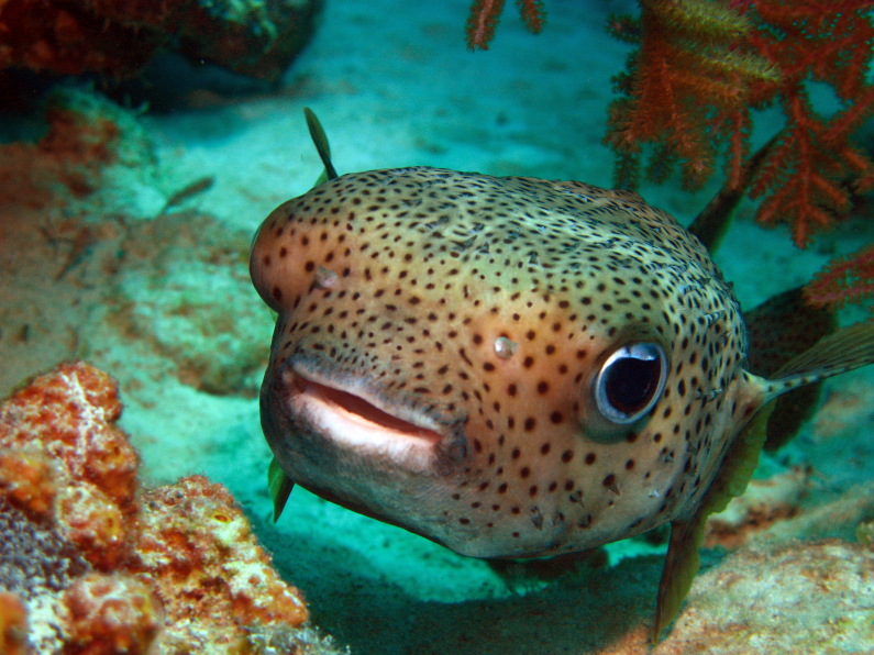 A puffer fish.