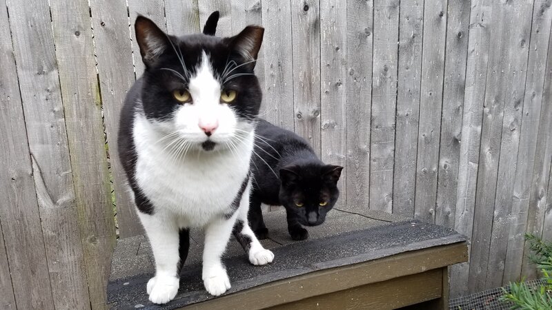 Feral Cats of Lincoln