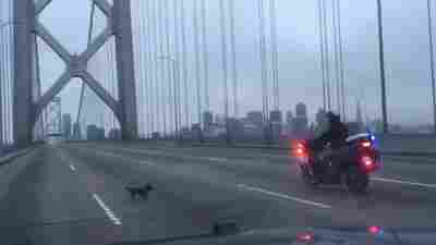 An image from a CHP video shows a Chihuahua leading officers on a chase across the Bay Bridge.