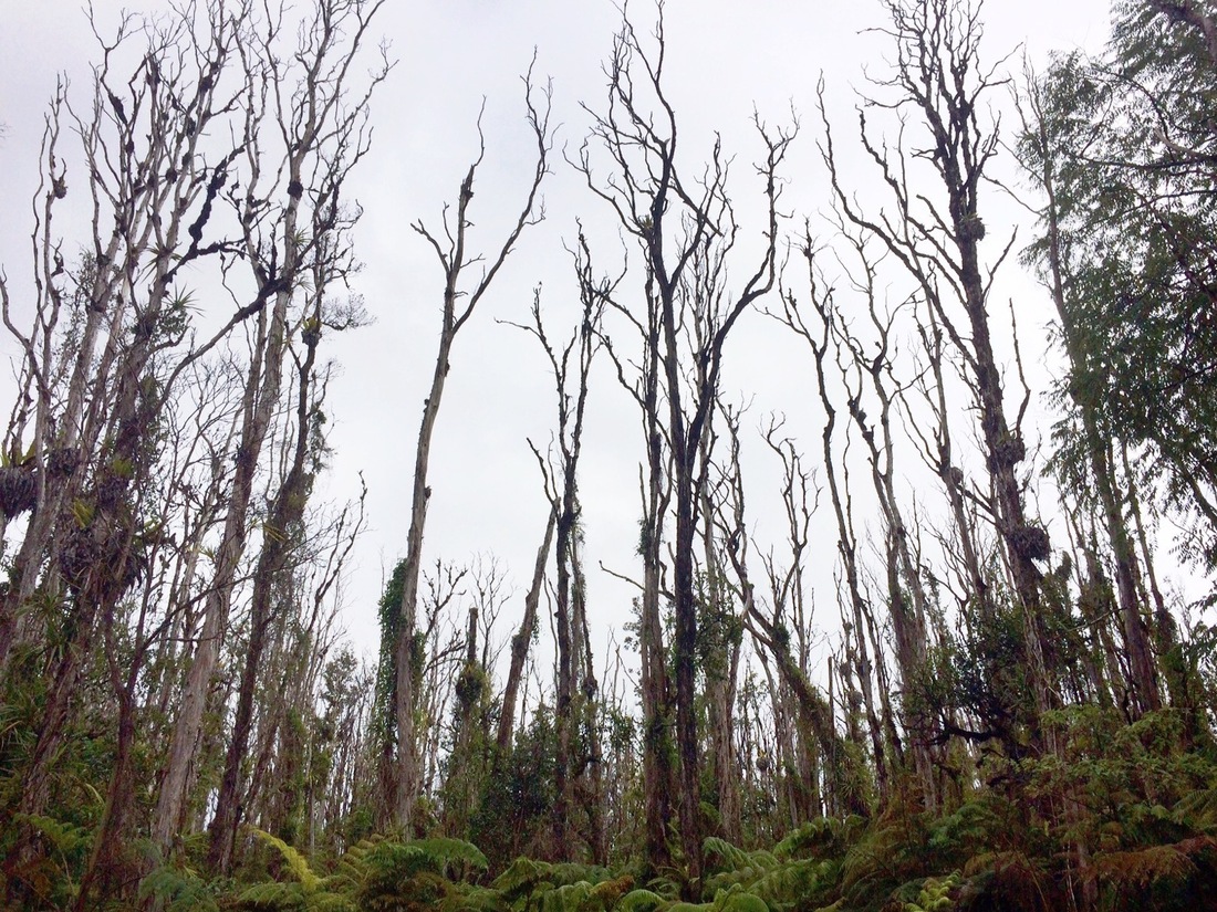 Rapid 'Ōhi'a Death The Disease That's Killing Native Hawaiian Trees NPR
