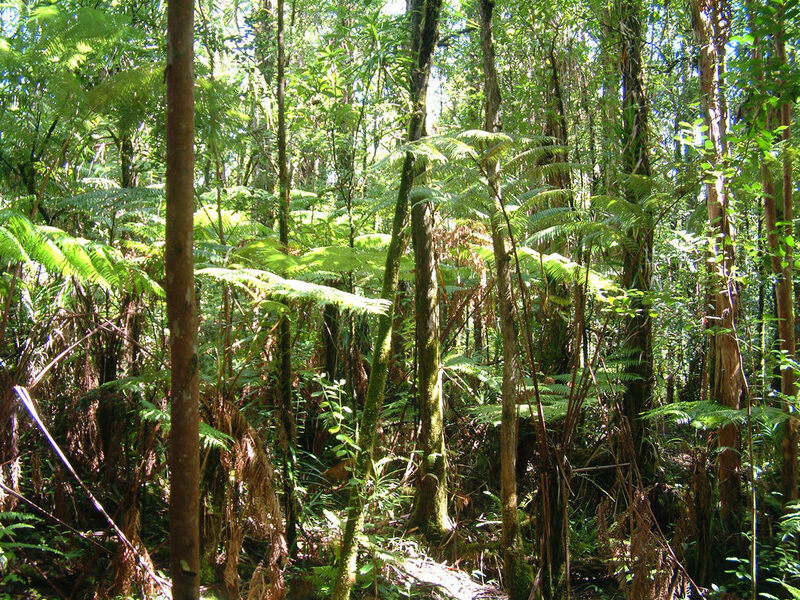 Rapid 'Ōhi'a Death The Disease That's Killing Native Hawaiian Trees NPR