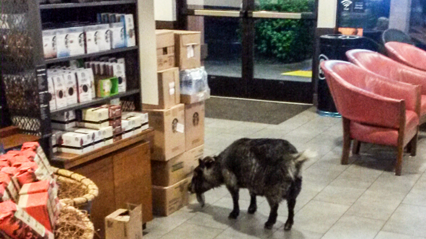 When A Goat Walked Into A Starbucks, Why Did It Eat Cardboard Instead