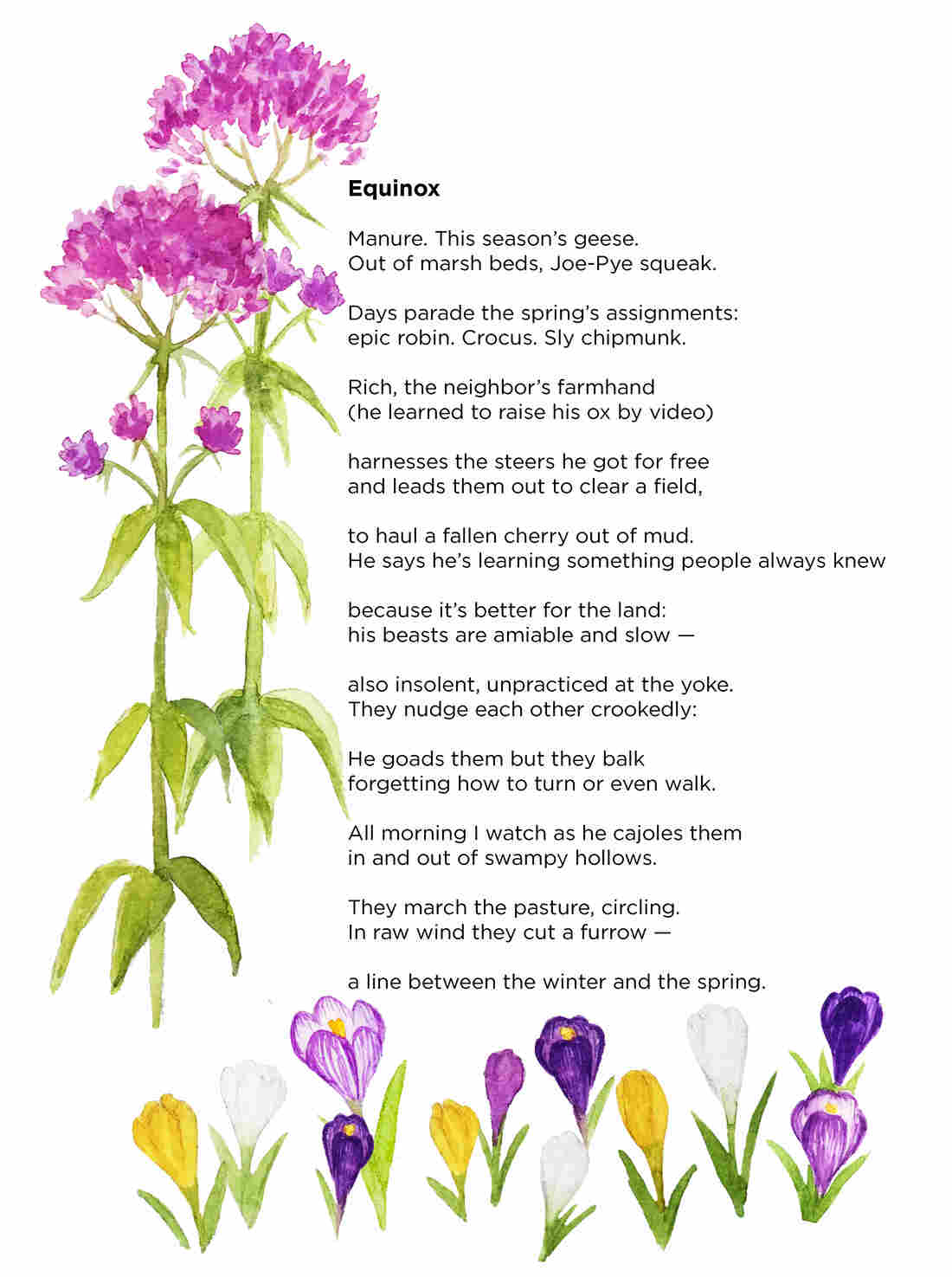 Poetry by Tess Taylor from "Work & Days"; Illustration by Katherine Du/NPR