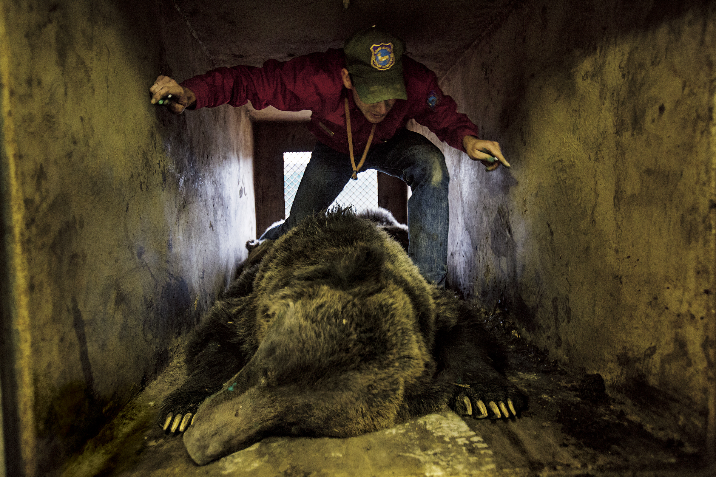 A state wildlife manager in Cody, Wyo., checks on a problem grizzly that's been tranquilized so it can be relocated away from people. Wyoming and other states around Yellowstone argue that grizzlies have recovered enough for trophy hunting to be allowed.