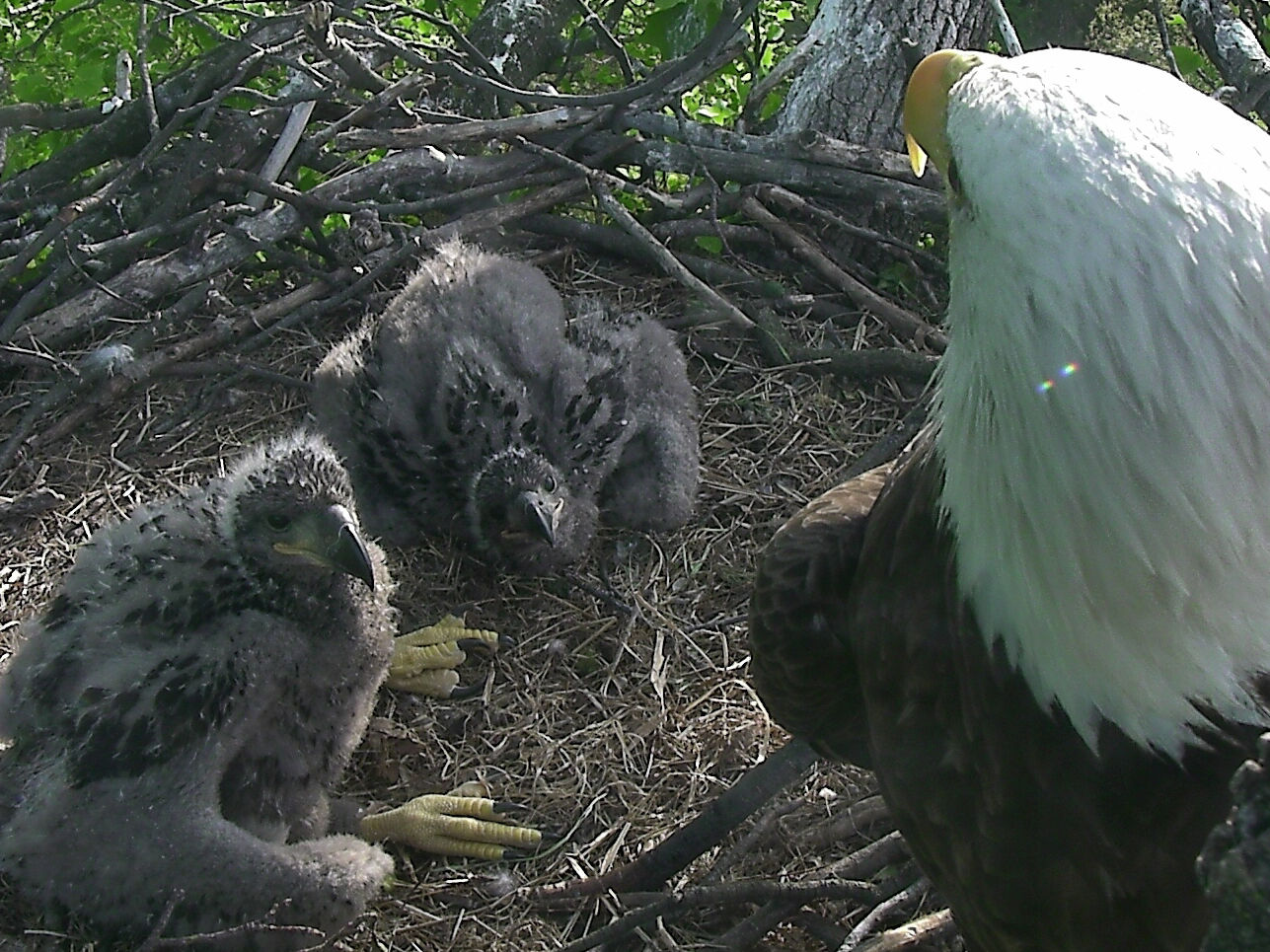 Voting is now open to name two eaglets that were born last month. They're seen here in a recent photo from the National Arboretum in Washington, D.C.