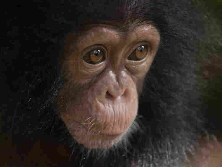 Adam Frank and Barbara J. King discuss whether animals have culture.