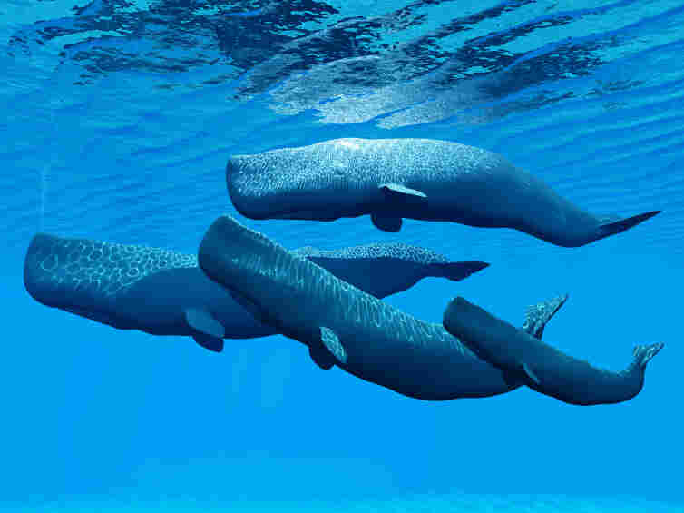 A sperm whale family swims together.