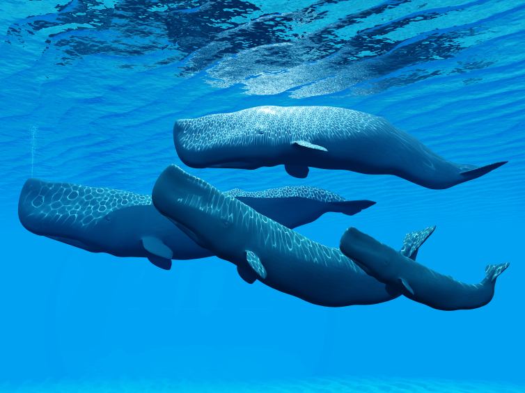 Can Whales And Humans Collaborate On Research?