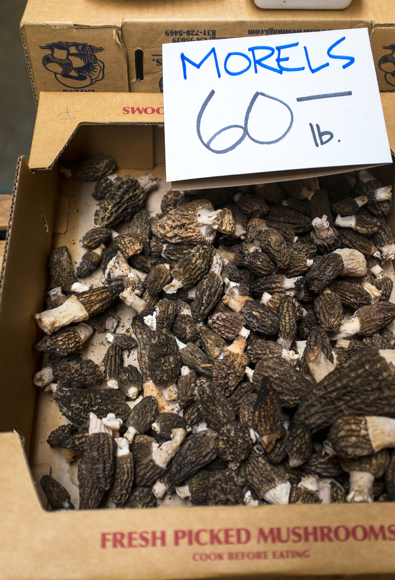 After Fires In West, Mushroom Hunters 'Chase The Burn' The Salt NPR