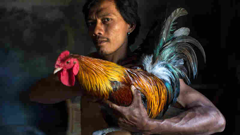 A young man from Bali, Indonesia, shows off his rainbow-colored rooster before a cockfight.