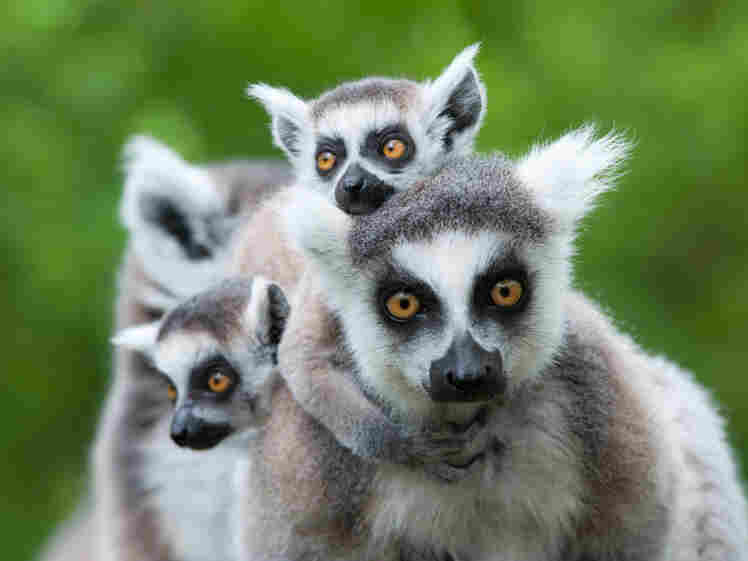 A ring-tailed lemur with her babies.