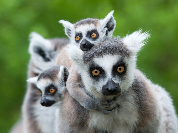 What You Need To Know About That 'Cute' Lemur Video : 13.7: Cosmos And ...