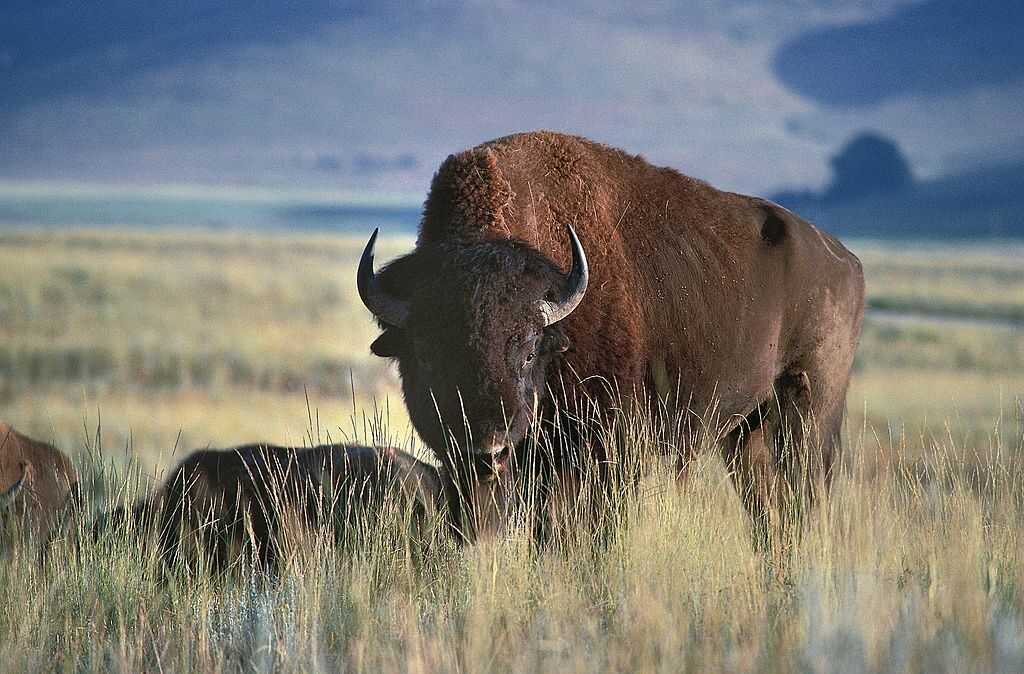 the-bison-is-poised-to-become-the-u-s-national-mammal-the-two-way-npr