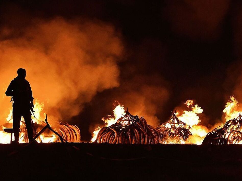 A Kenya Wildlife Services ranger stands guard in front illegal stockpiles of burning elephant tusks at the Nairobi National Park on April 30, 2016. (Carl De Souza/AFP/Getty Images)