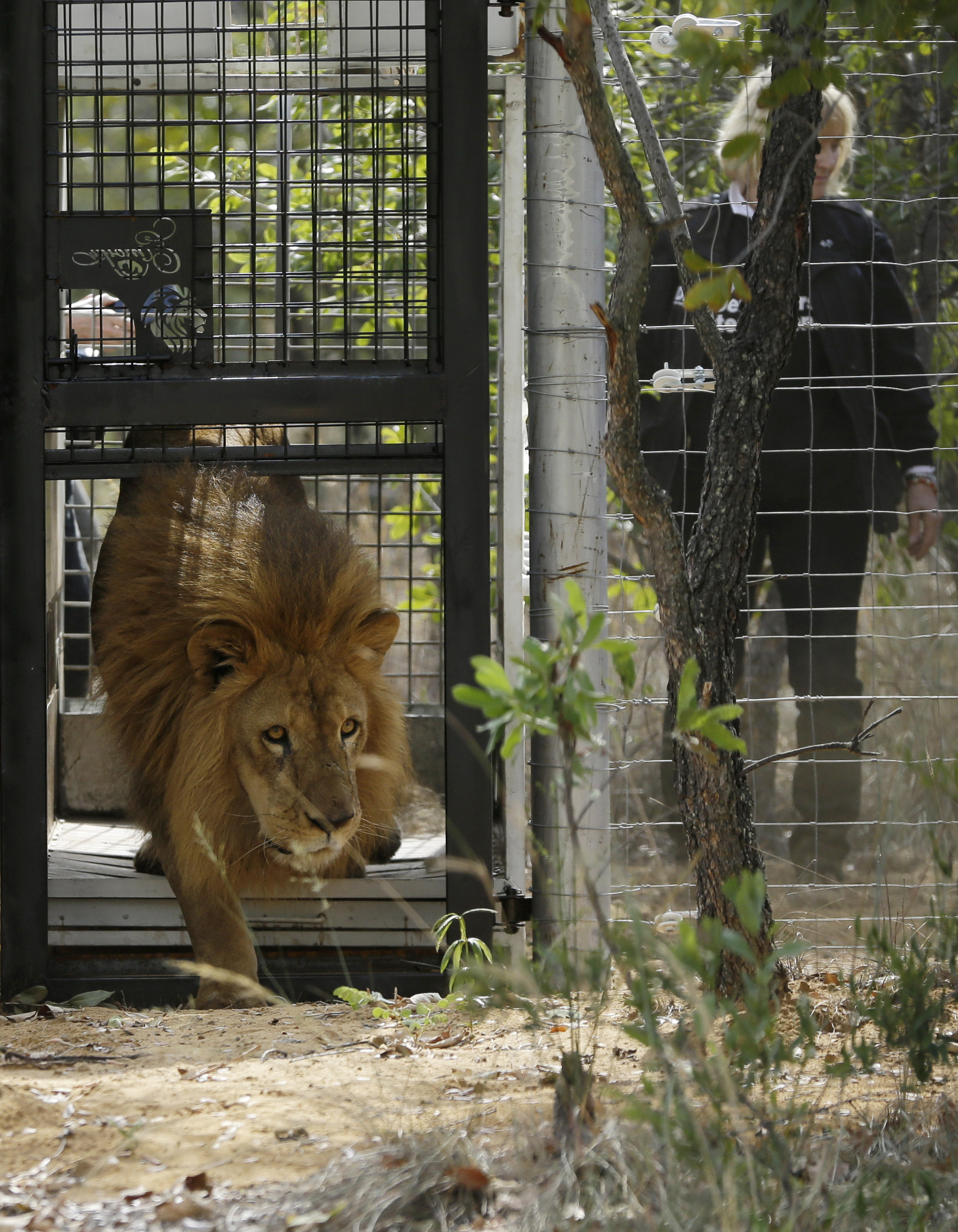 Rescued circus lions from Peru and Colombia to live in Colorado