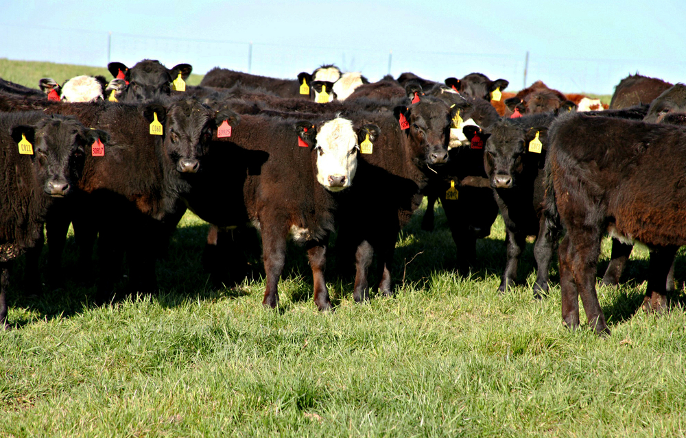 Beef producer Mike John's calves were born last fall and weaned during the winter in Missouri. He's hoping Asian consumers will be able to eat more of his beef if the Trans-Pacific Partnership trade deal is ratified.