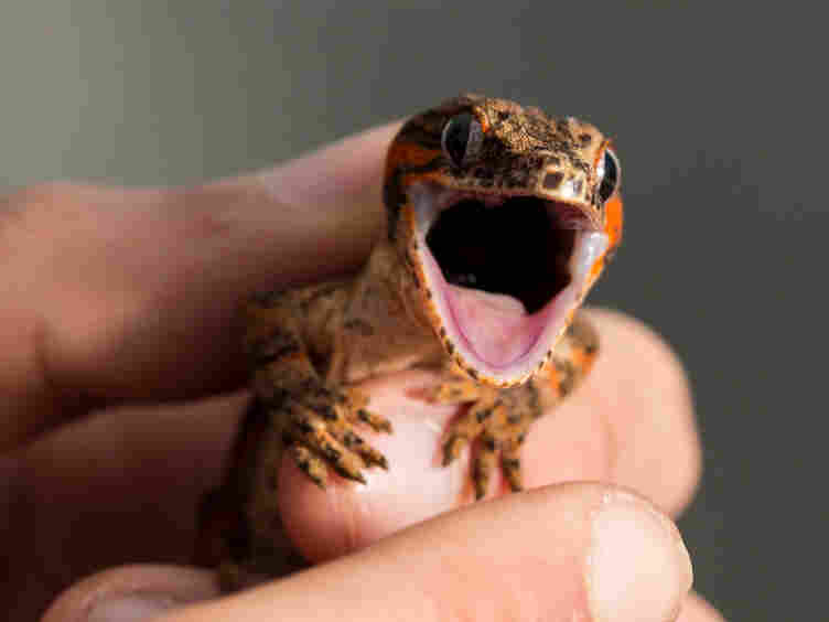 A red striped New Caledonian bumpy gecko, Rhacodactylus auriculatus.