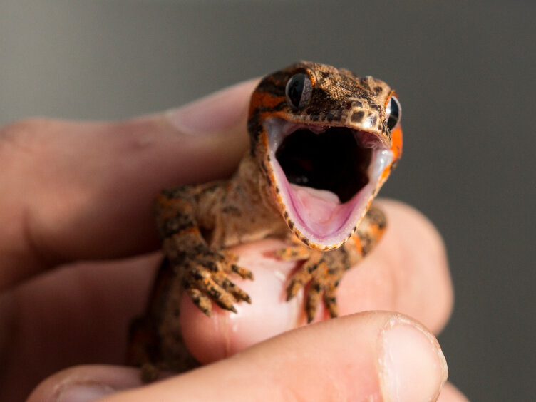 dogs and geckos