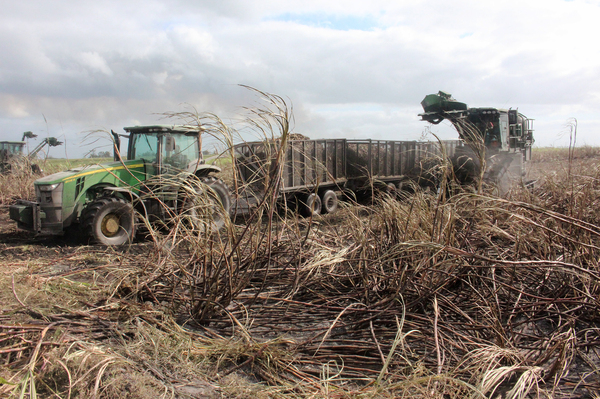 Harvesting sugar cane in Florida's Everglades Agricultural Area.