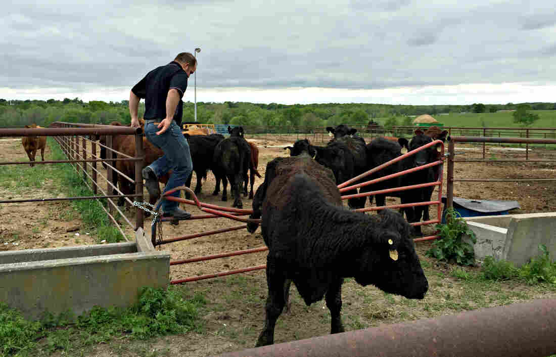 Cows often moo when they're stressed out, Decker says  it may be that they're caught in a fence or they're too hot.