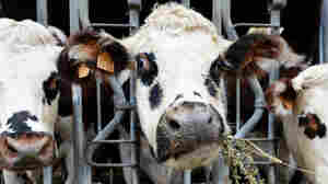 Normandy cows feed on alfalfa before milking at a farm in Courcite, northwestern France. Feeding cows alfalfa could reduce how much they burp. So could feeding them oregano, which has belch-squelching essential oils.