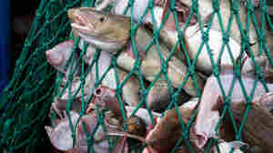 A fishing dragger hauls in a net full of Atlantic cod, yellowtail flounder and American lobster off the coast of New England. Greenpeace says Ray Hilborn, a prominent fisheries scientist known for challenging studies that show declines in fish populations, failed to fully disclose industry funding on some of his scientific papers.