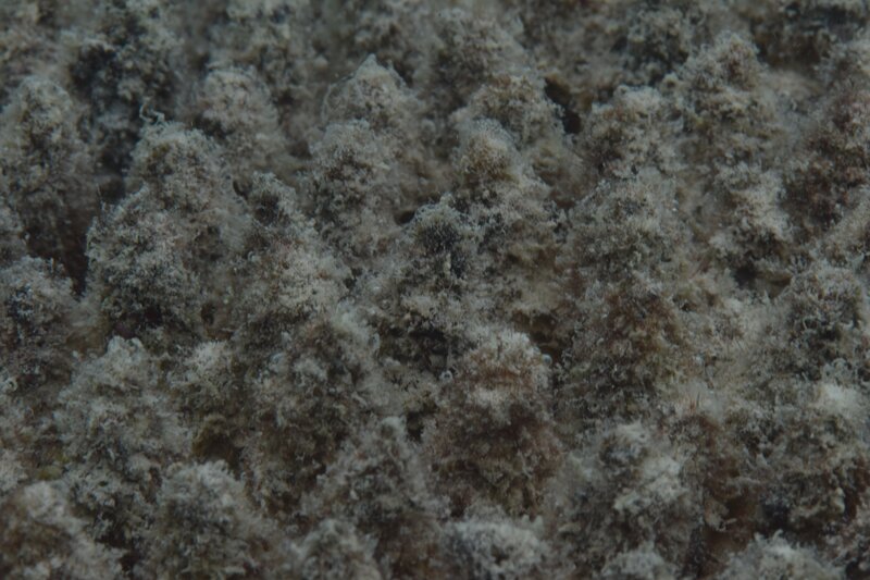 Bleached coral with heavy algal overgrowth