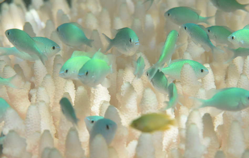 Fish swim amid bleached coral near Lizard Island, Australia. (CoralWatch)