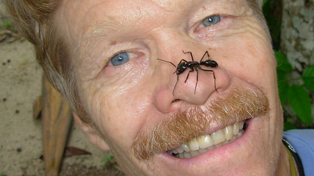 Stung By 83 Different Insects, Biologist Rates His Pain On A Scale Of 1 ...