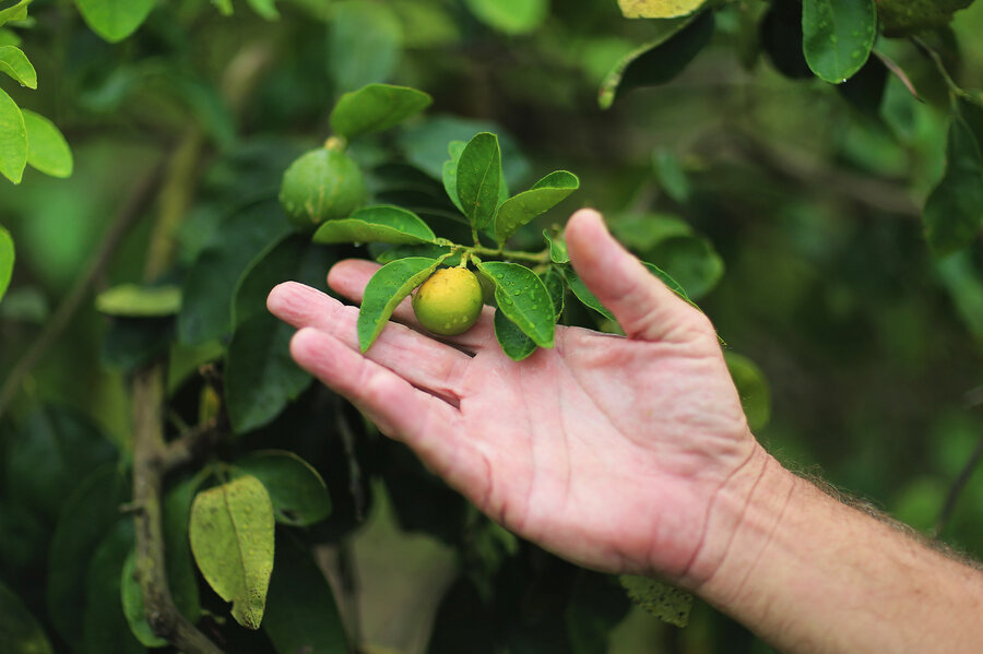 can a tiny wasp save the citrus industry from citrus greening the orange tree diseases